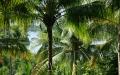 Palm trees widescreen wallpaper