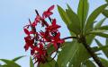 Tropical flowers - Desktop background image