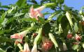 Angel trumpet flowers - Desktop background image