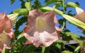 Angel trumpet flowers - Desktop background image