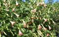 Angel trumpet flowers - Desktop background image