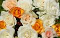 Beautiful roses - pink, orange and white