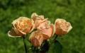 Beautiful peach roses