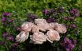 Beautiful soft pink roses