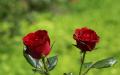 Red roses