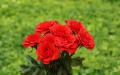 Red roses bouquet