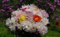 Colorful Roses and Chrysanthemums bouquet