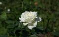 White rose