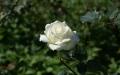 White rose