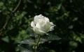 White rose