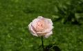 Soft pink rose