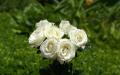 Large white rose bouquet