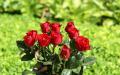 Large bouquet red roses