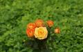 Orange roses