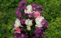 Large beautiful bouquet white and pink roses