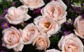 Large bouquet baby pink roses