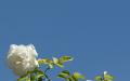 Blue sky - white rose