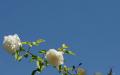 White roses - blue sky