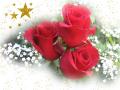 Christmas red roses