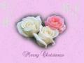 Christmas roses