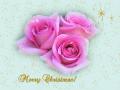 Christmas pink roses