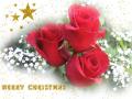 Christmas red roses