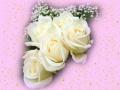 Christmas white roses