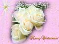 Merry Christmas white roses