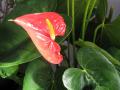 Anthurium