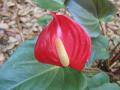 Anthurium