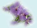 Lilac Orchid Wallpaper - 1024x768px