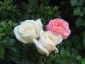 fotos ramos de rosas hermosas