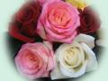 beautiful roses