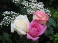 fotos ramos de rosas hermosas