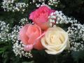 Rosas hermosas