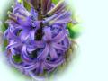 purple hyacinth