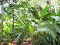 Tropical garden wallpapers