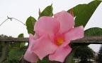 Pink Mandevilla