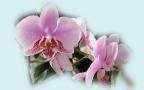 Beautiful Orchids Widescreen Wallpaper