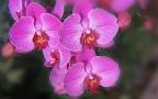 Beautiful Orchids Widescreen Wallpaper