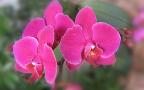 Beautiful Orchids Widescreen Wallpaper