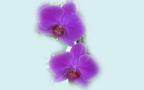 Beautiful Orchids Widescreen Wallpaper