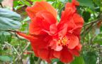 red hibiscus