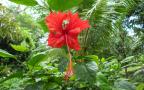 tropical red hibiscus