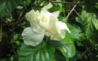 white hibiscus